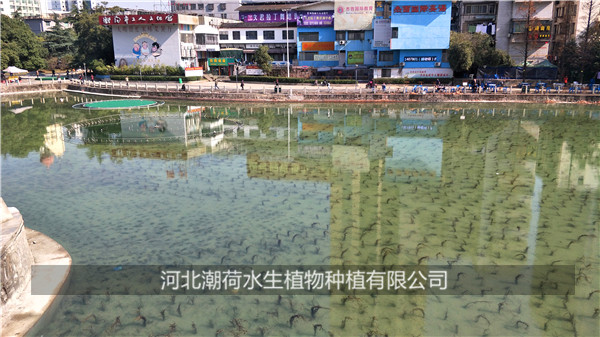 5.衡阳莲湖广场沉水种植案例