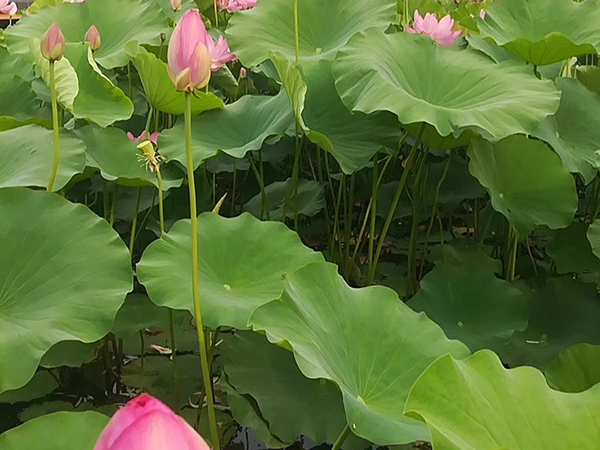 荷花常见病虫害其防治