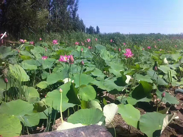 耀州药王庙荷花效果